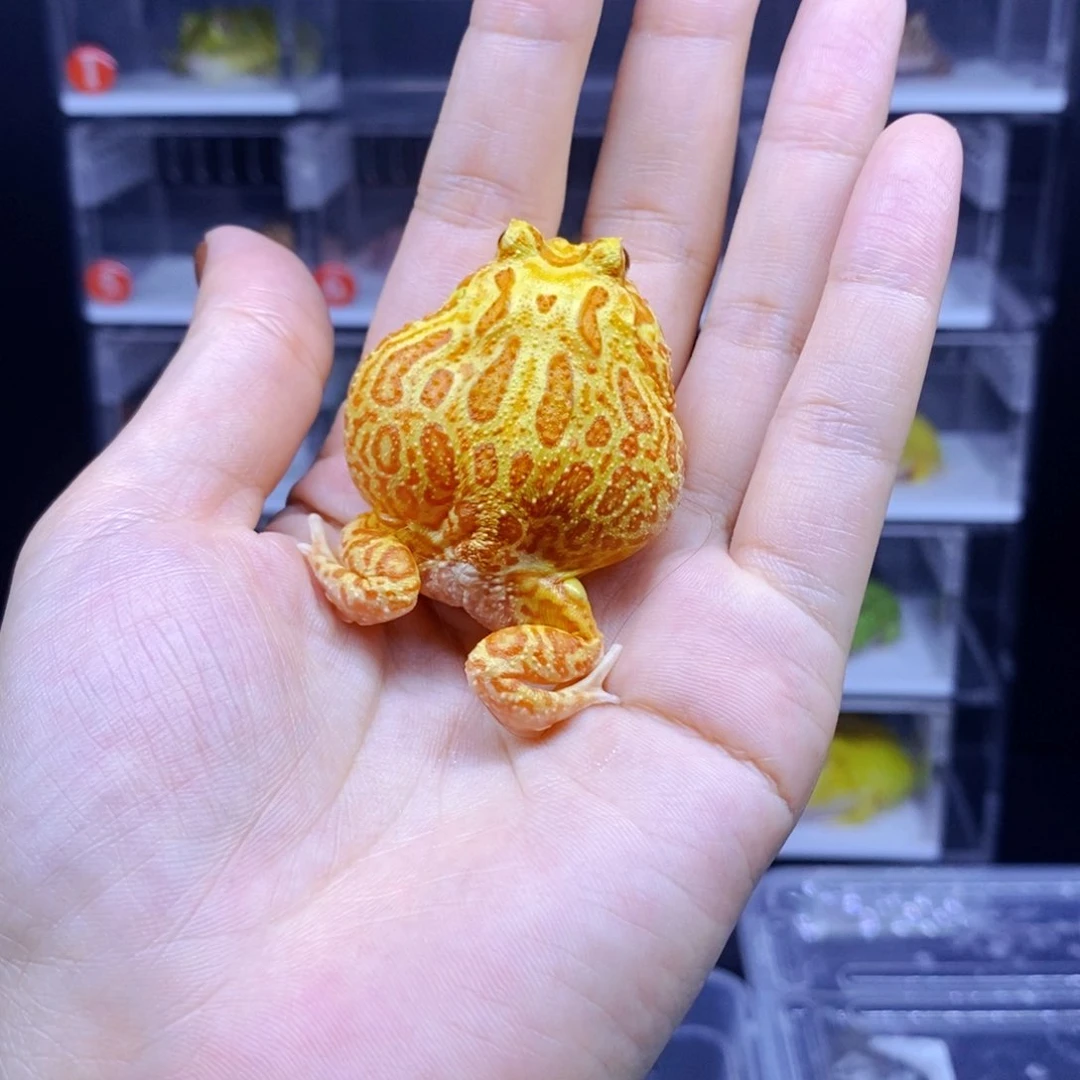 ****树角蛙3-10cm闪购专享链接