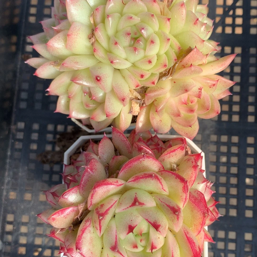 1129-18 套餐一组