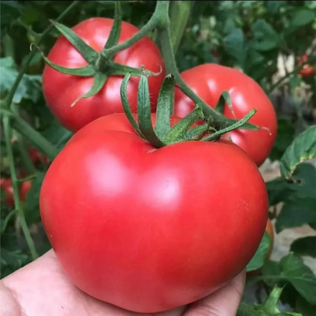 【老品种大粉西红柿种子】毛粉柿子四季夏季春季简单菜籽红色种子