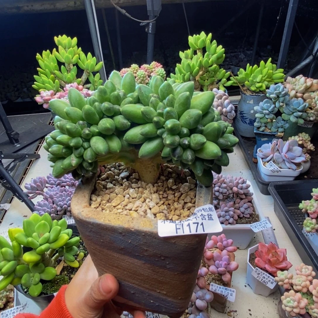 鑫*:171香蕉树缀多肉9c m