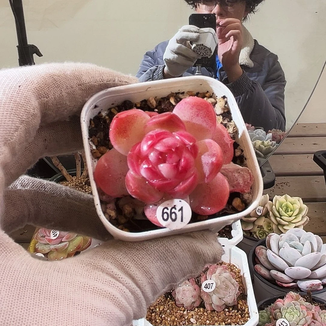 珍妮系列一物一拍