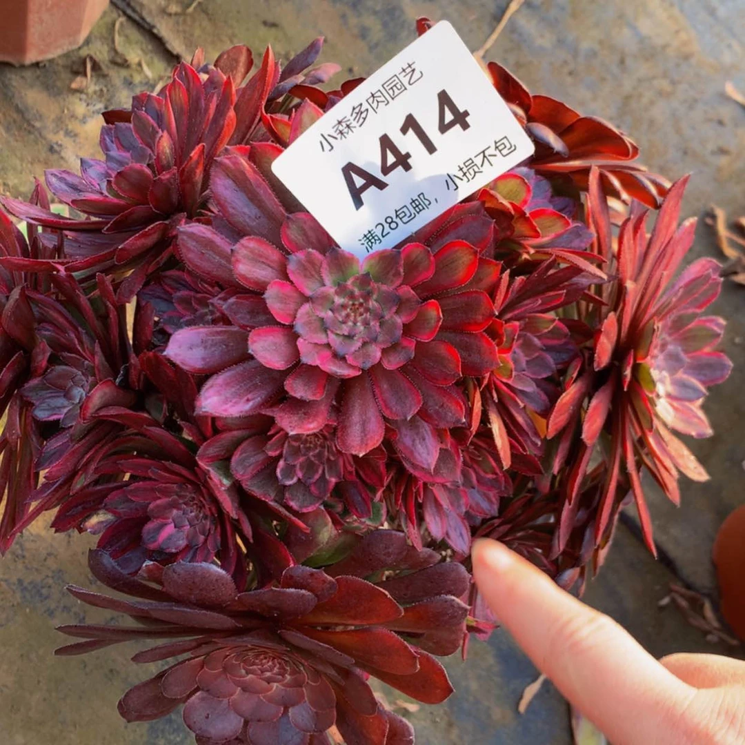 【闪购商品】414紫霞多肉