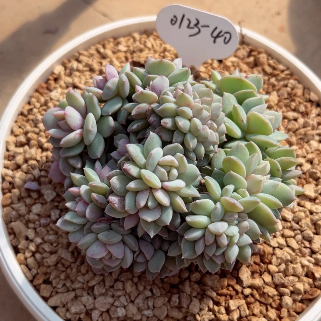 用****20123-40戴露露缀多肉