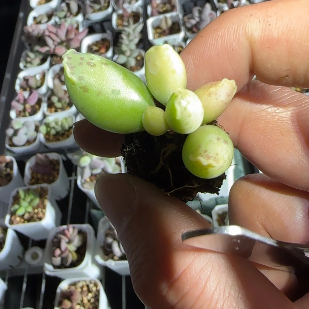 黄金海豹水泡多肉植物