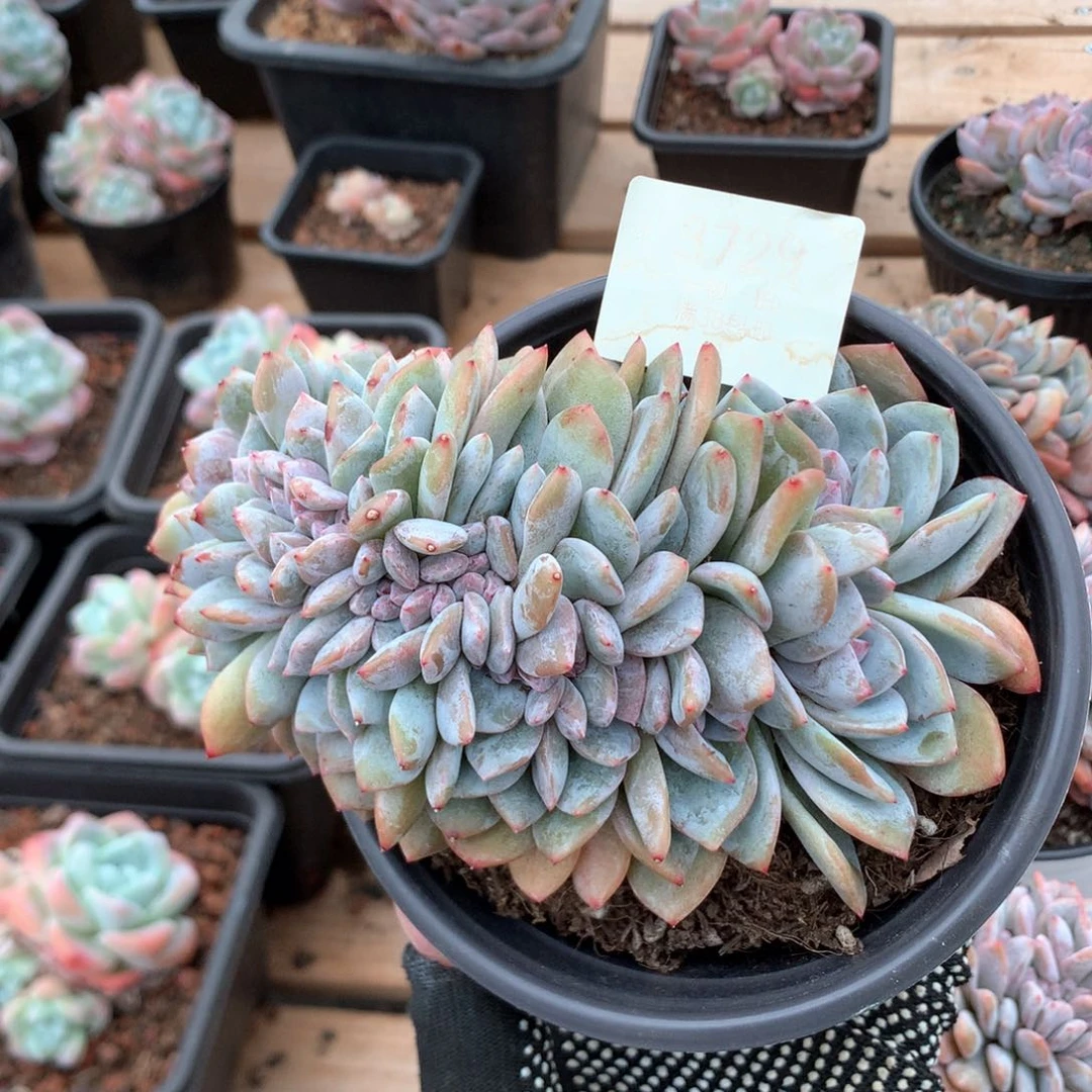 14厘米石榴籽星影朵朵缀3729