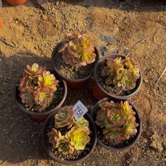 荔枝迷你5棵3号棚758