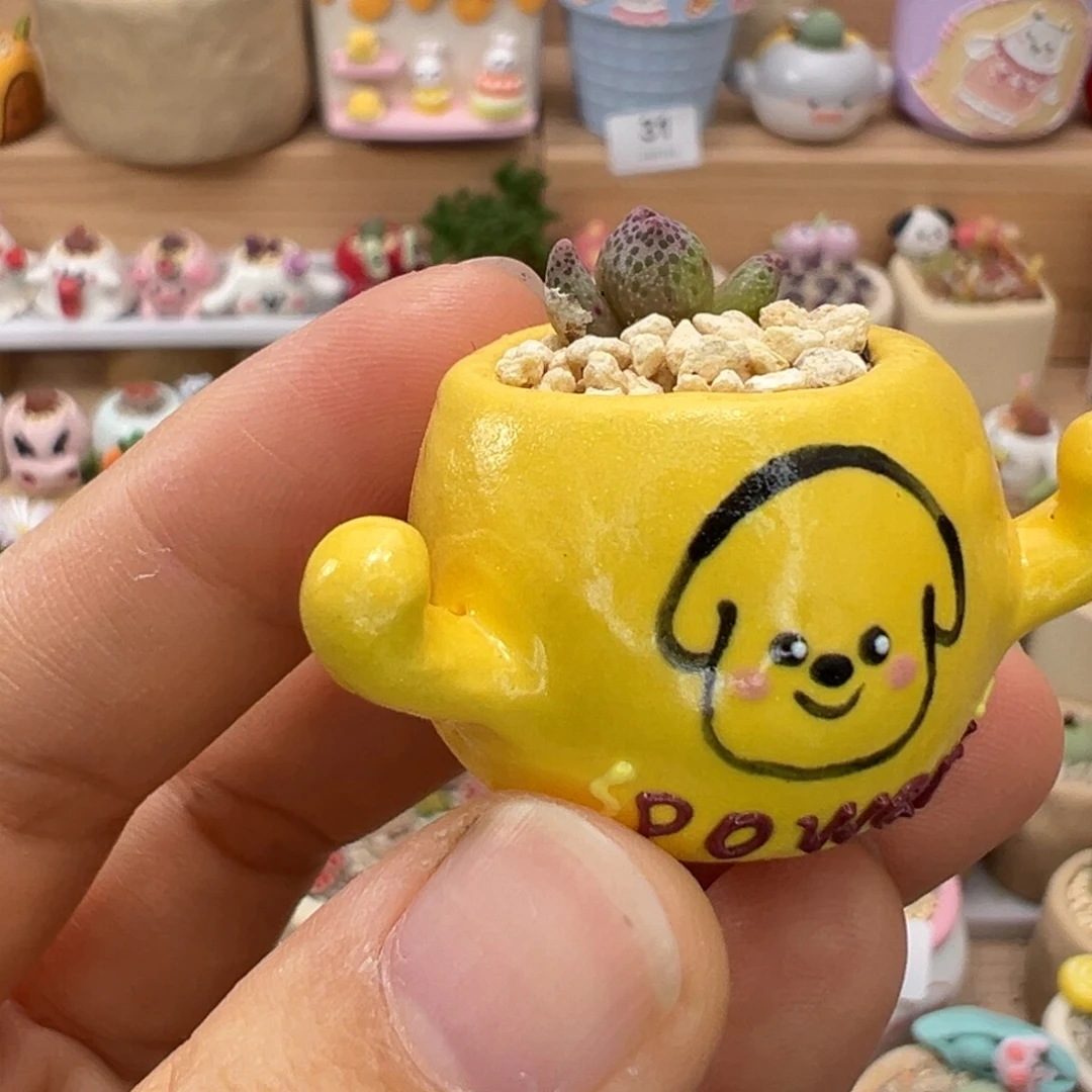 多肉植物84号草莓斑马