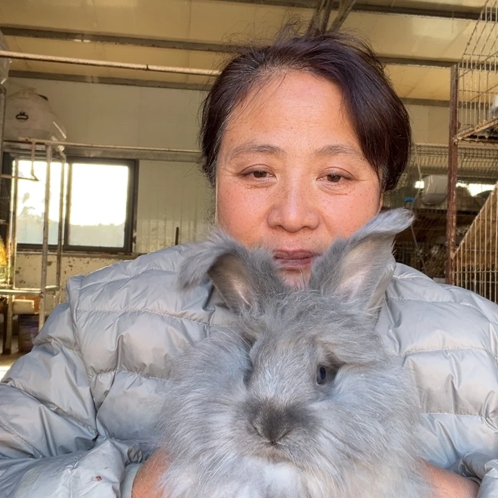 英系安哥拉宠物兔子