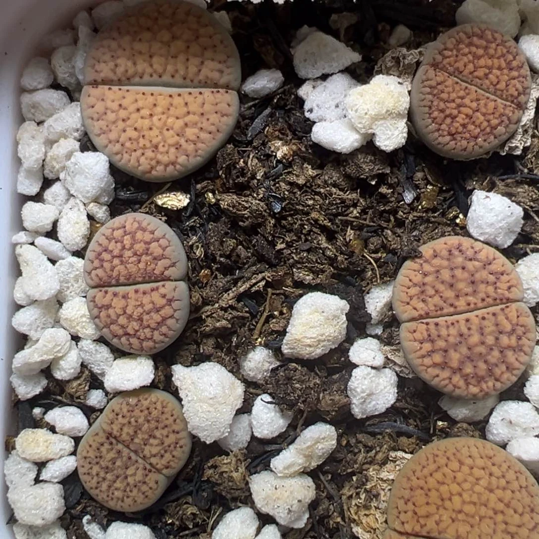 【闪购商品】713、