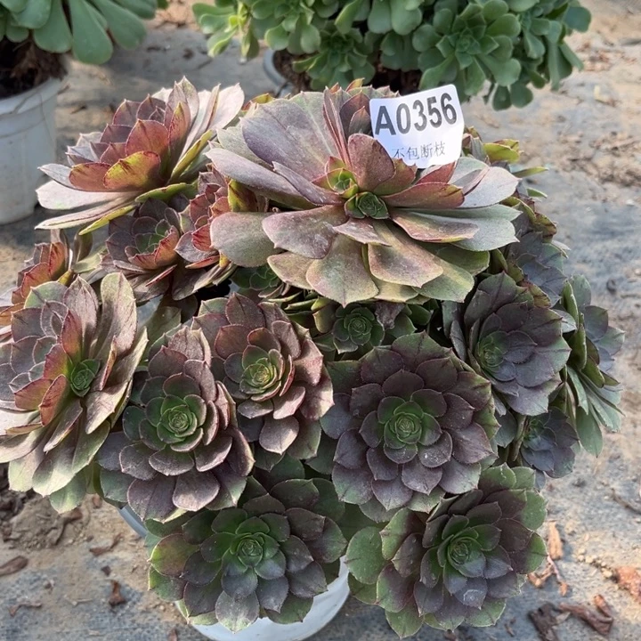 356 多肉法师不包断枝