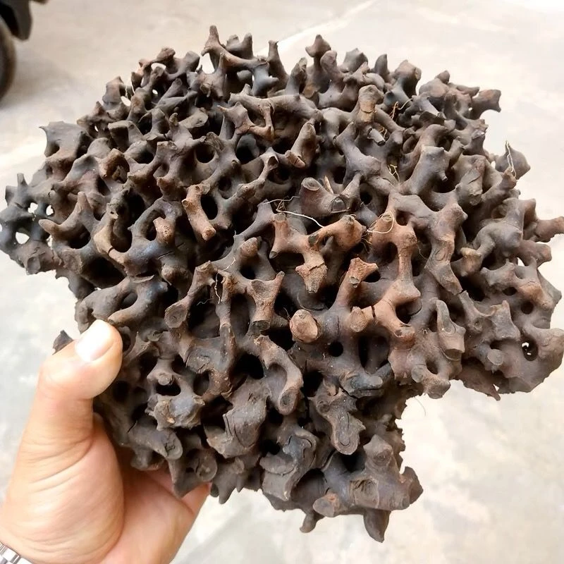 缅甸野生（蚂蚁窝）滇缅山货500克