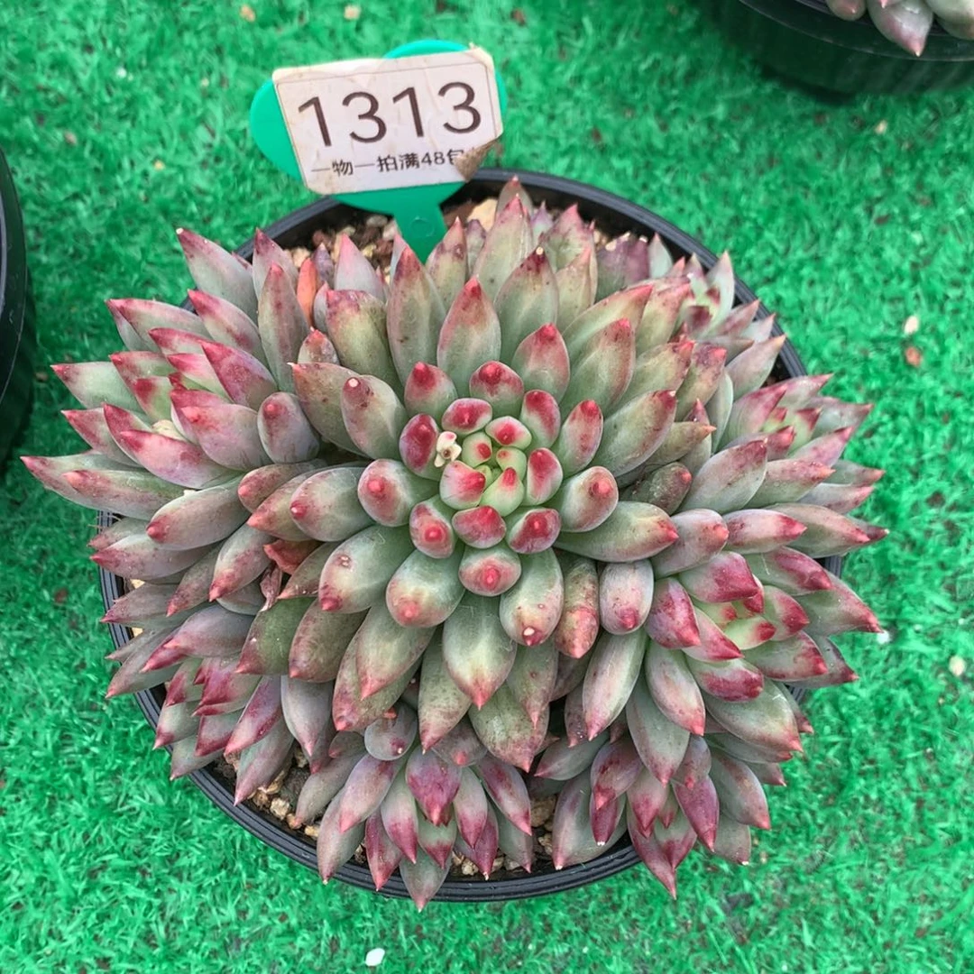 二代虞美人无砍1313