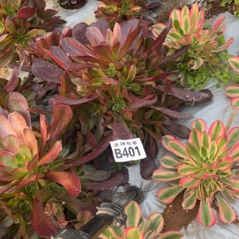 401爱神不包断枝