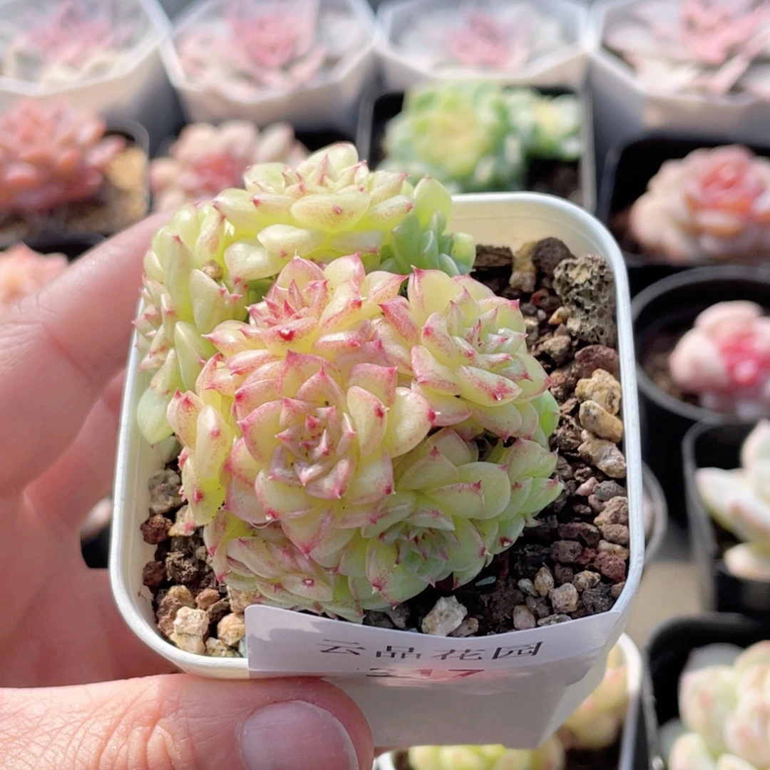 A***317号糖心冰心珍妮 不包整