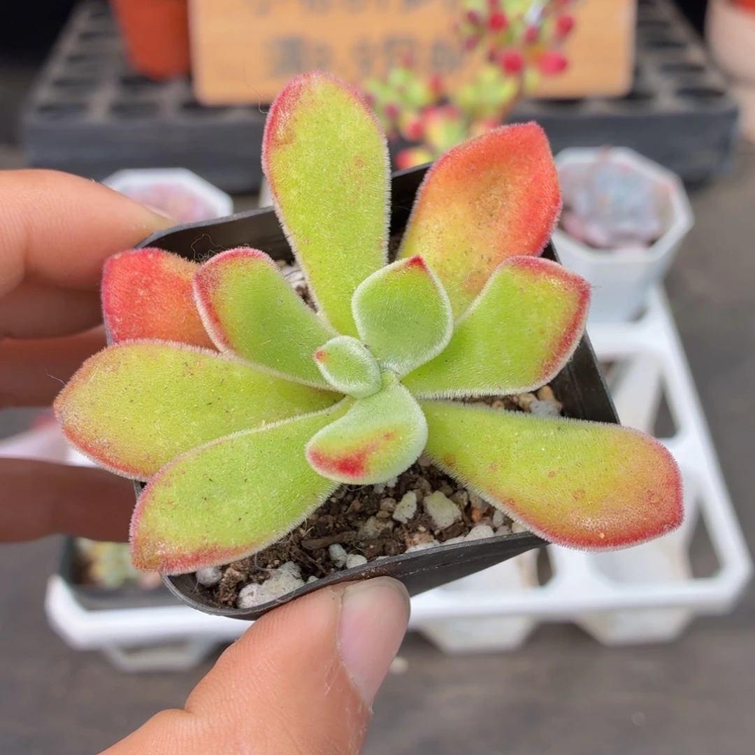 锦晃星多肉9.9包邮发货