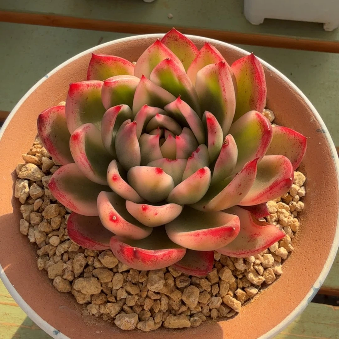 星***云卡利斯托锦锦上园艺一物一拍