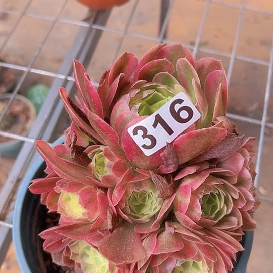 用***8多肉植物一个法师