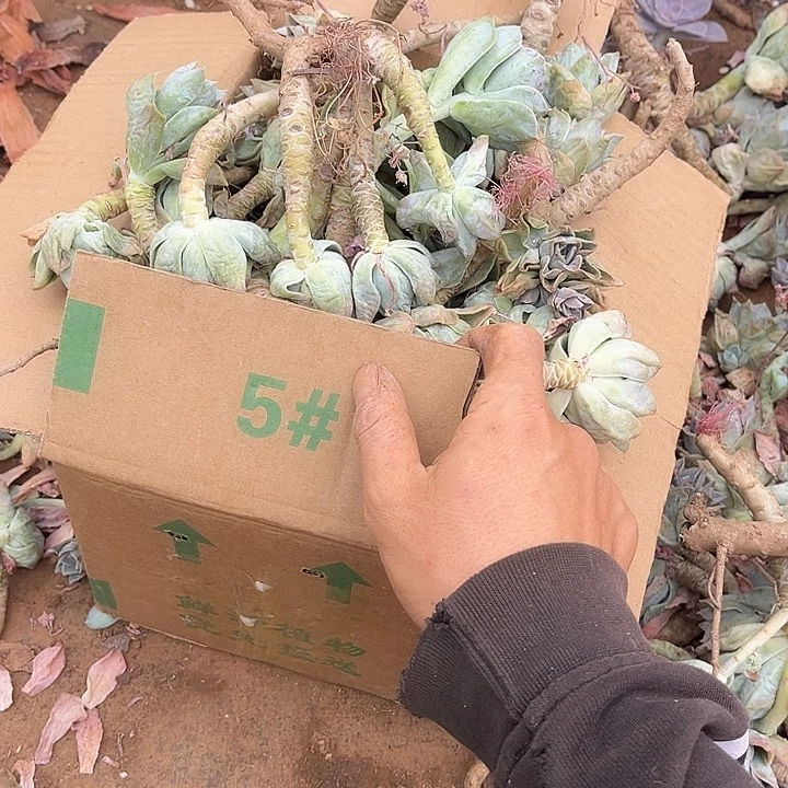 哈里断枝有虫10.88多肉5号