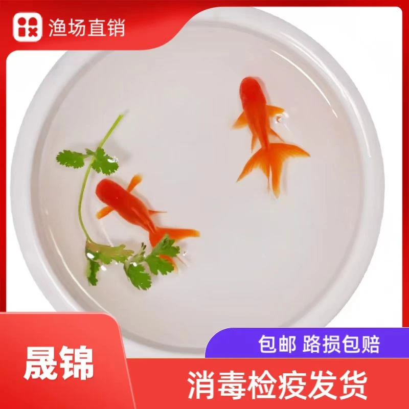 金鱼活鱼冷水鱼观赏鱼小型淡水好养鱼苗小金鱼兰寿锦鲤鱼鹤顶红