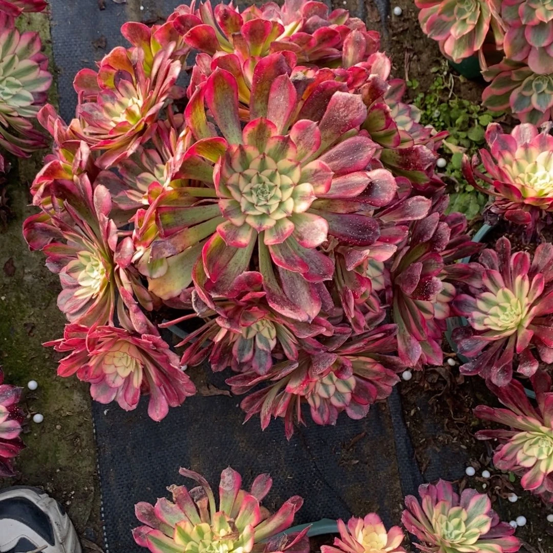 1997号红彤白多肉1颗