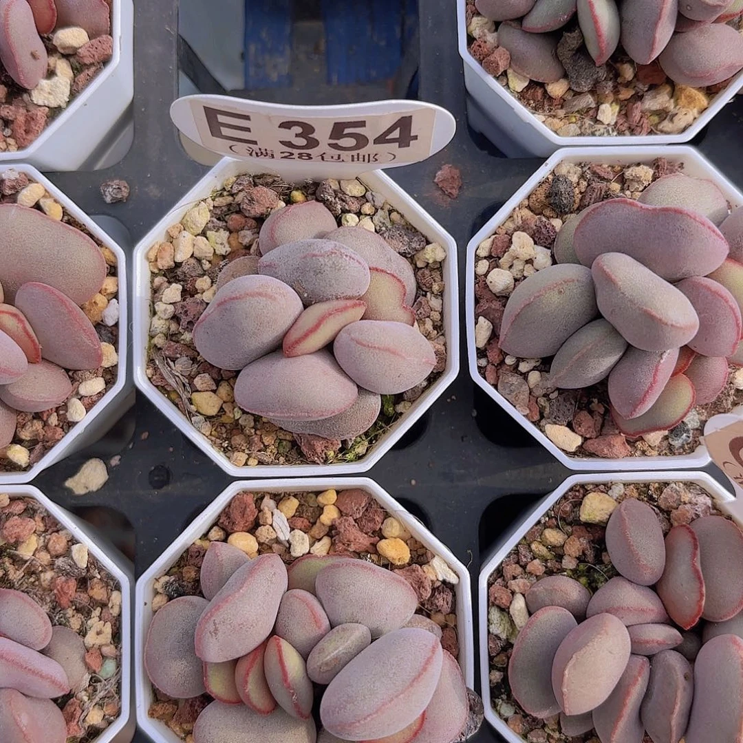 一****E354红蛋一物一拍