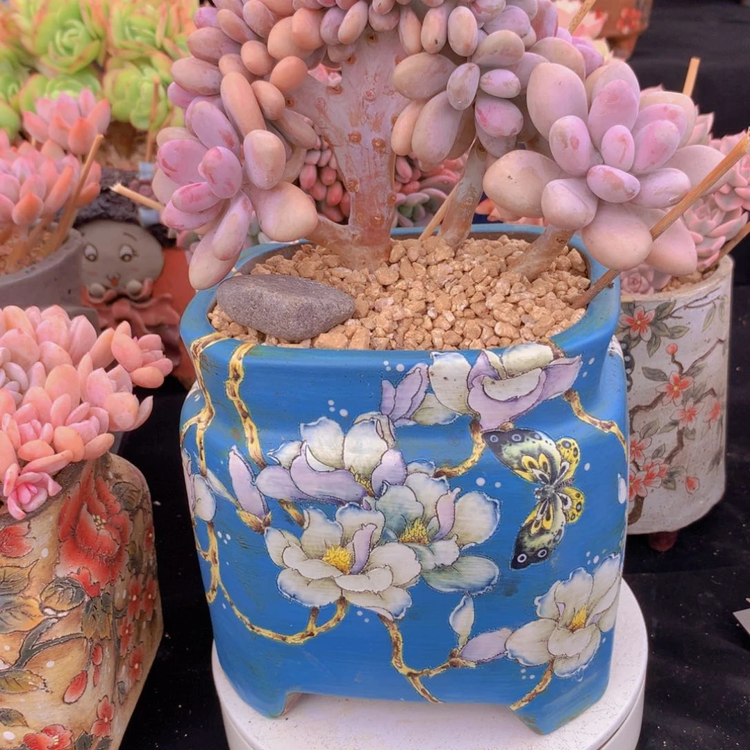 桃蛋自然树缀无砍群