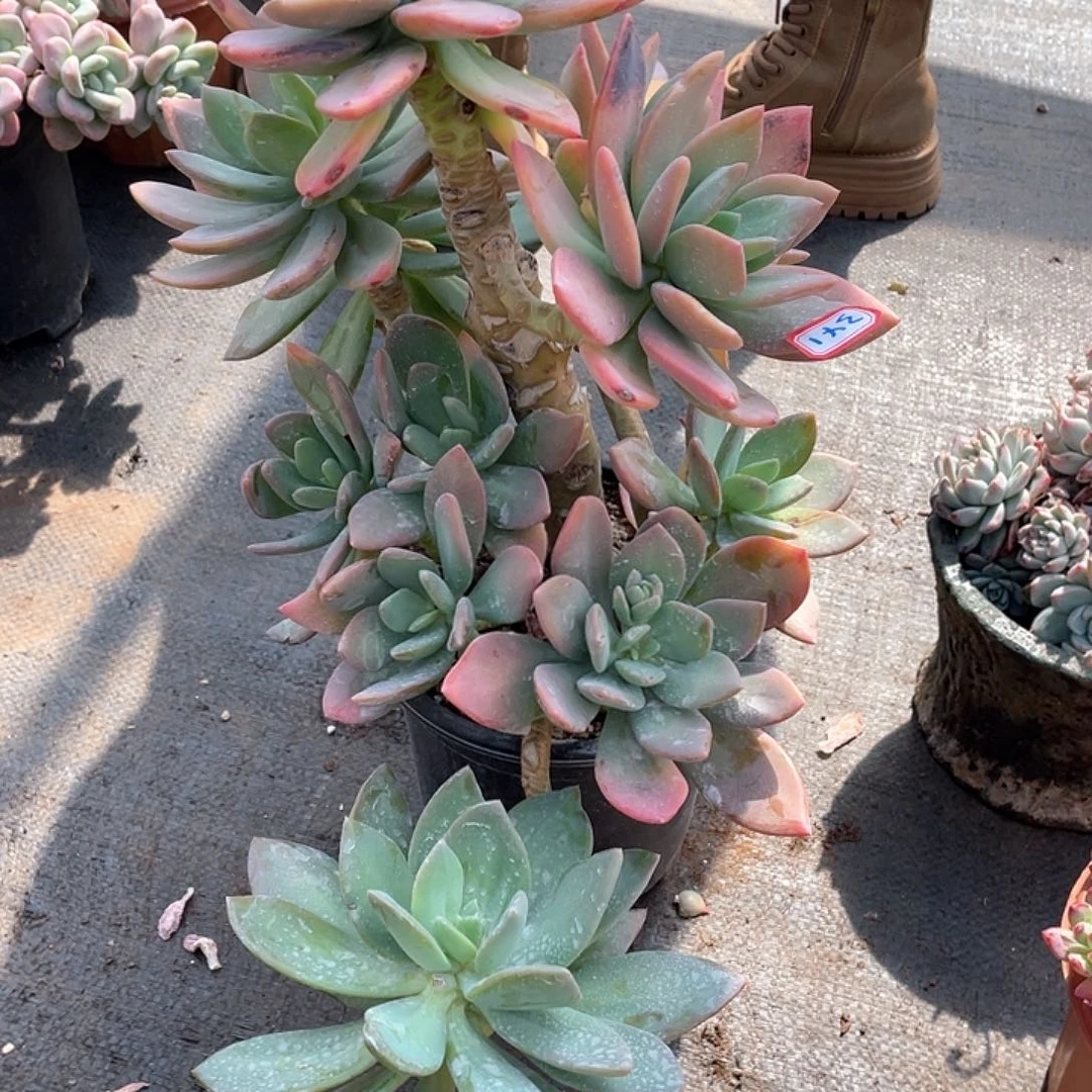 341芒果美人 一物一拍多肉