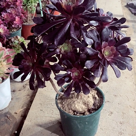 噢子多肉法师228号