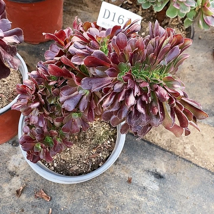 1616欧紫多肉缀化有瑕疵