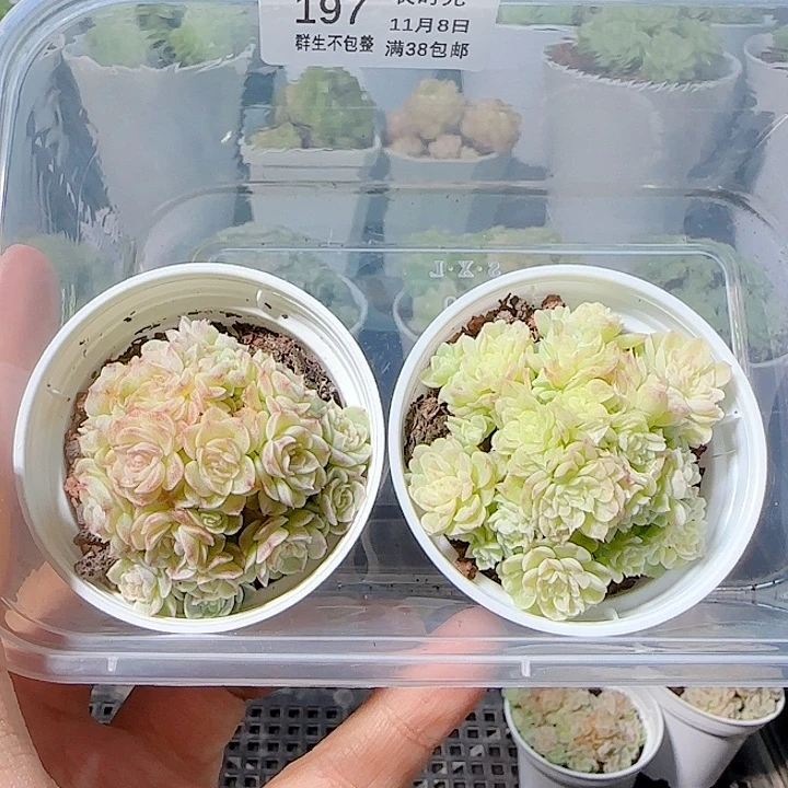 小***～1108-197麦杆打包