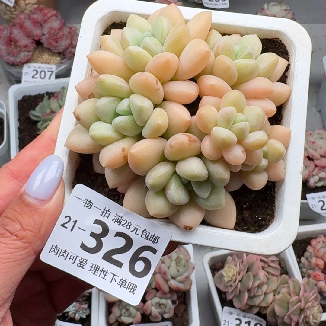 泡泡糖无盆土发货无