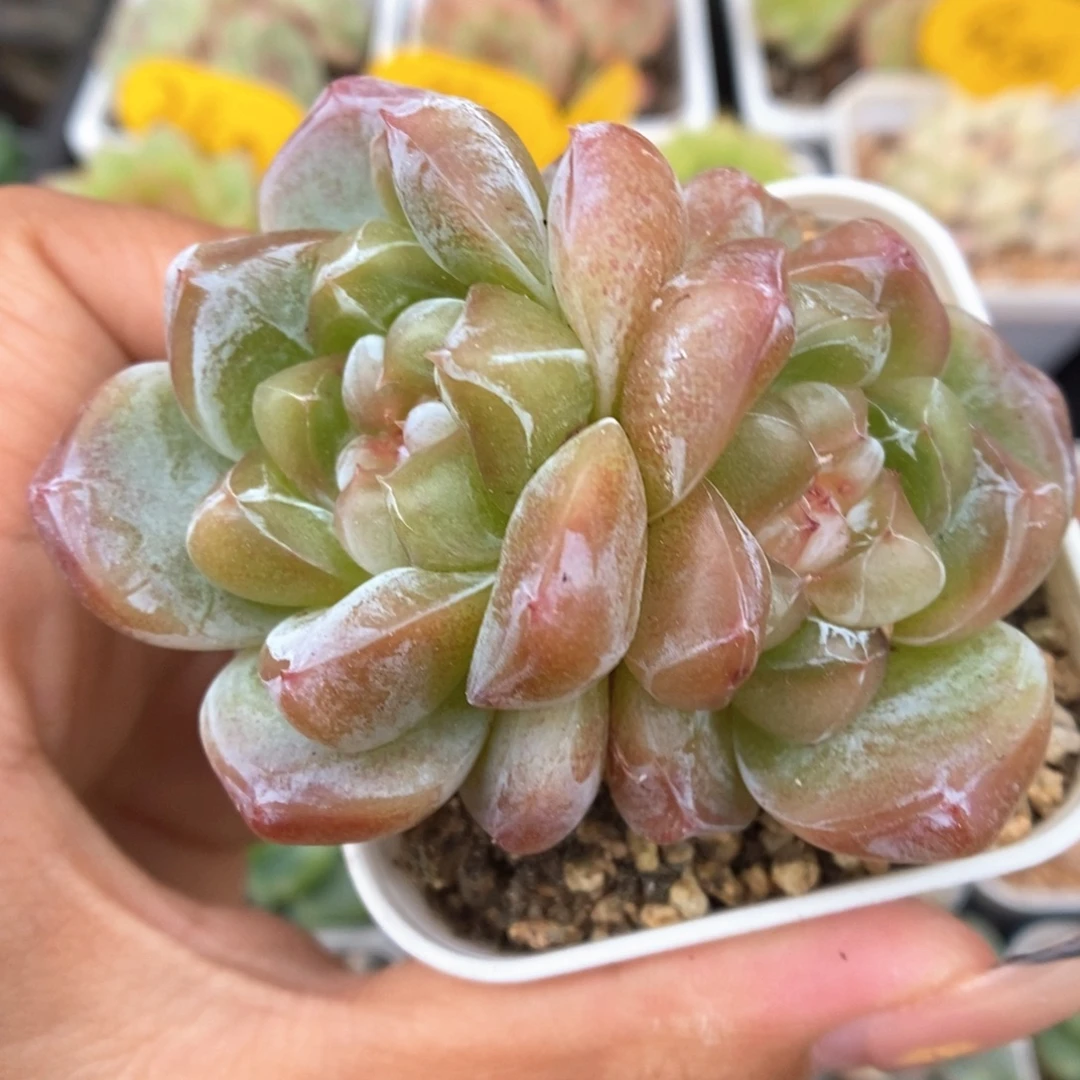 钻心珍妮双头232号