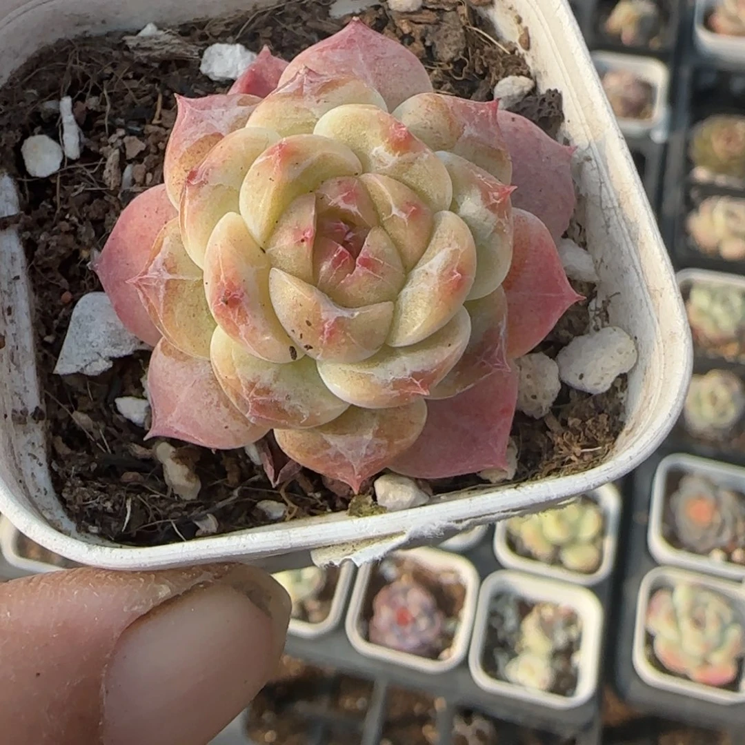 小卡拉米糖心一物一拍