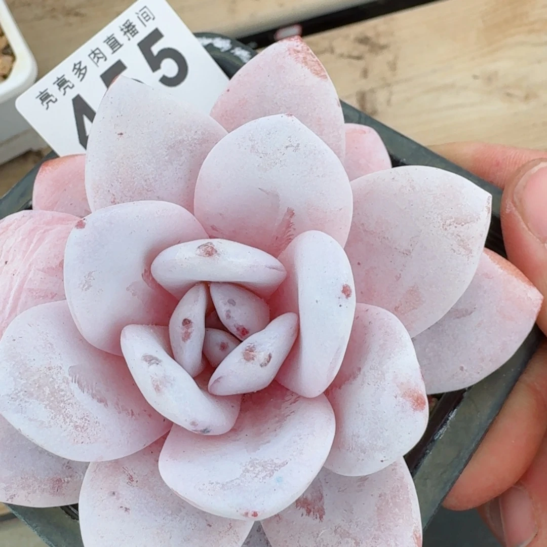 雪莲老桩      愿你一路坦途，乘风破浪展宏图