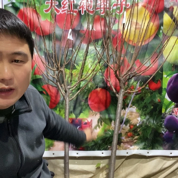 李子树树苗大树苗子