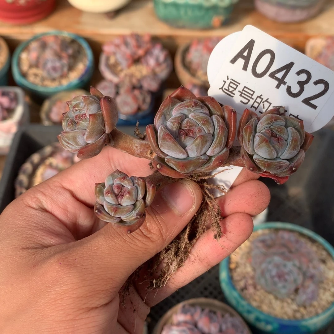 A0432 星影小脸老桩 无砍 8cm