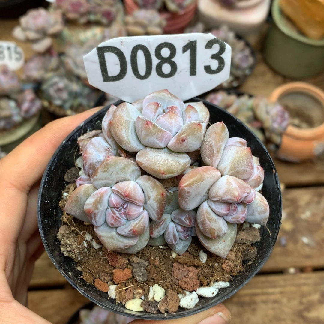 巧***_D0813 巧克力 专拍突尼斯