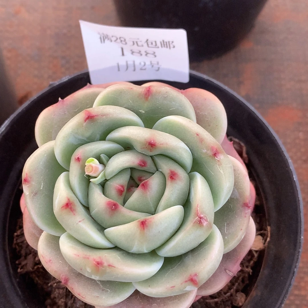 【闪购商品】云188号