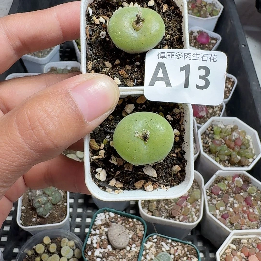 13多肉植物多肉植物