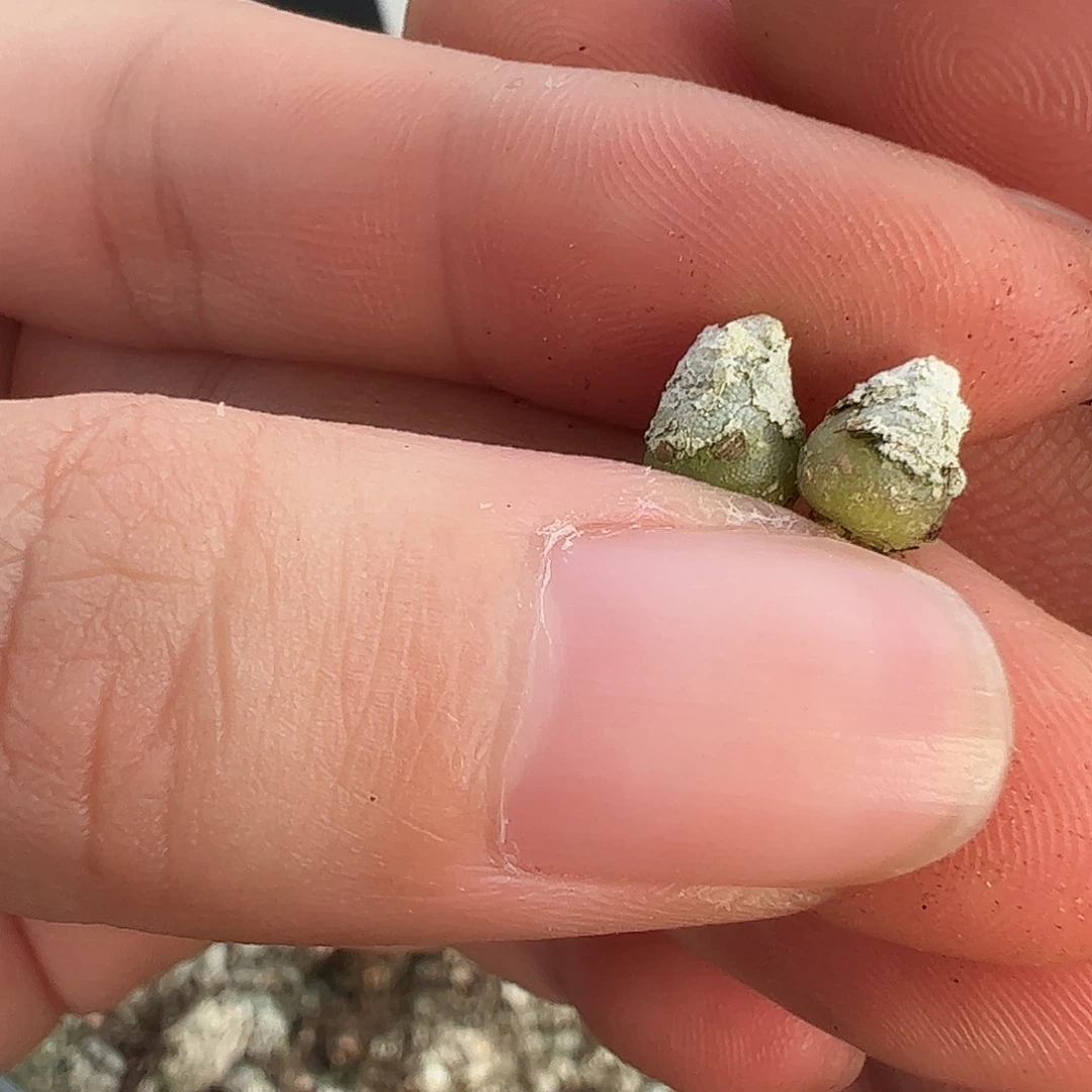 0000量拍小哈默灯泡2颗尺寸0.5上下