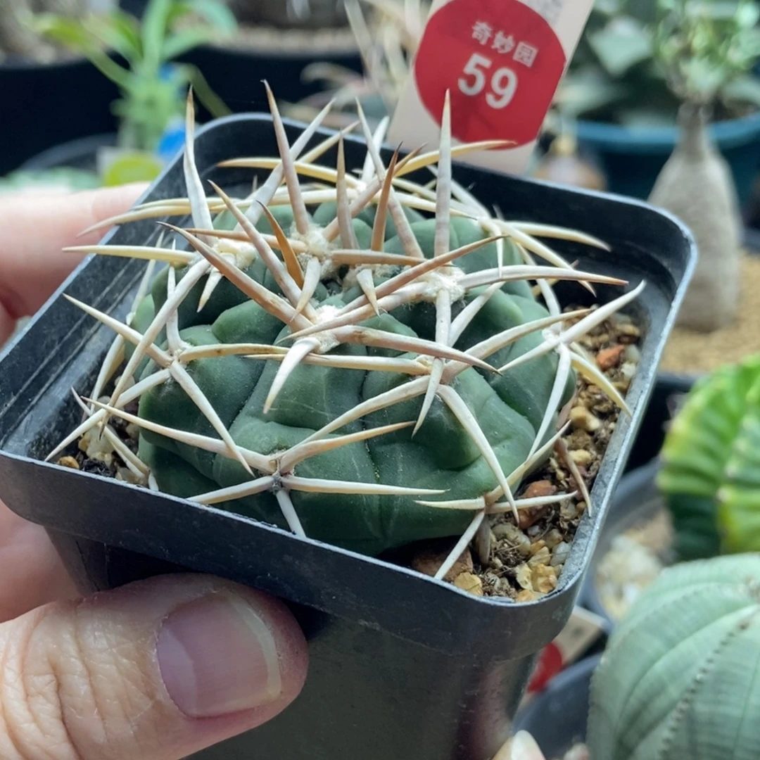实生水牛角狂刺碧岩玉一颗5.4cm