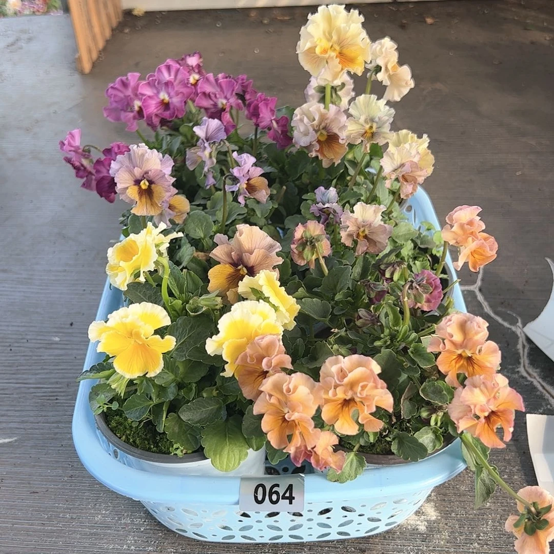 【闪购商品】064号