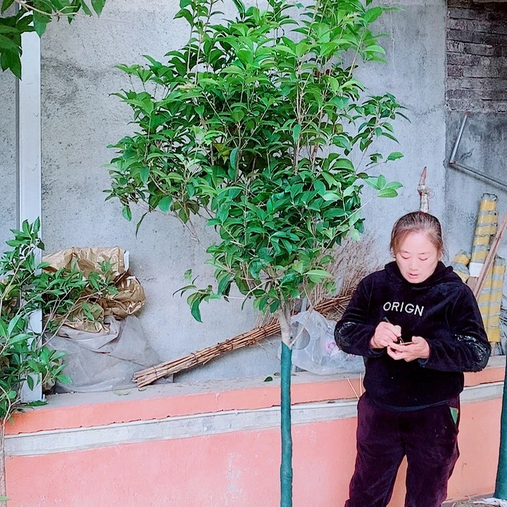 朝***彤完全开放4公分左右四级桂