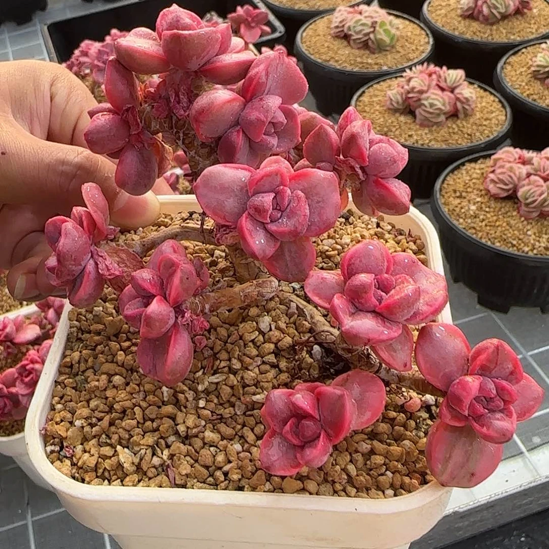 从前慢花园精选彩虹糖锦