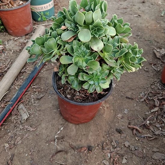 香馥加急发货法师20