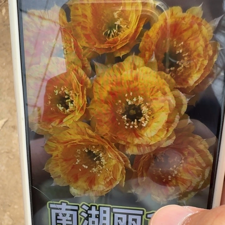 247丽花19歪3公分左右无根侧牙，20包邮