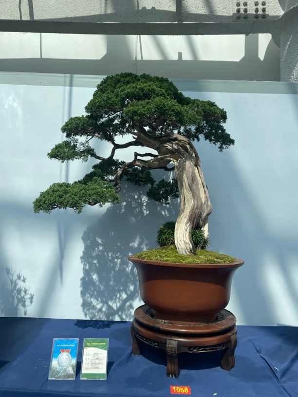 大老桩济州老柏树，直播间一物一拍。原盆原土包邮。