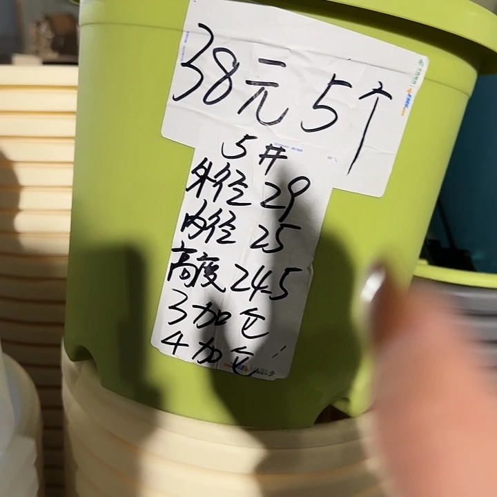 四季5号果绿无托10个特价微瑕