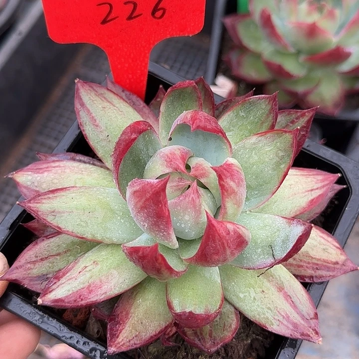 惊鸿一物一拍包装收缩花旱226