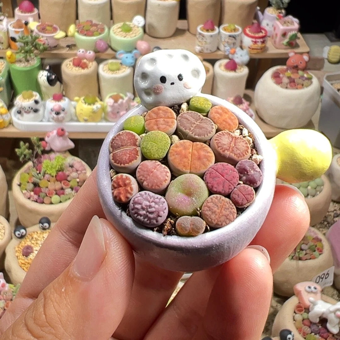 多肉植物119号拼盘